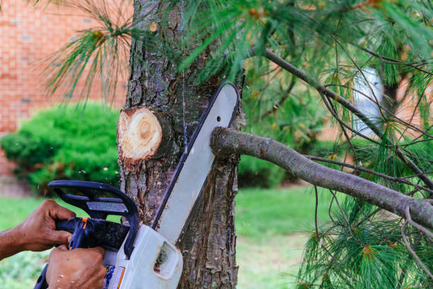 Best Hedge Trimming  in Batesville, TX